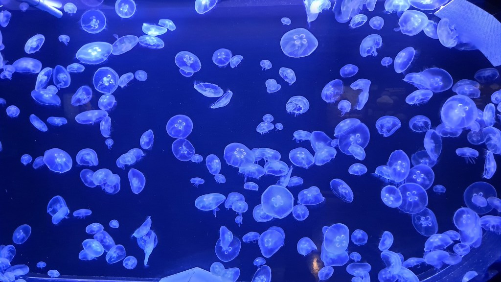 Retazos De Cultura, Acuario&nbsp;Atlantis